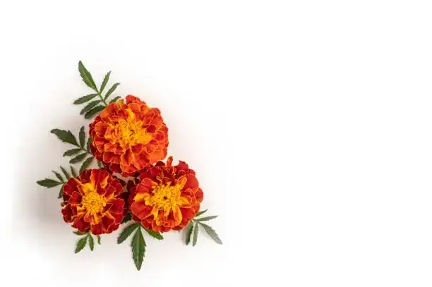 African marigold ring around tomato