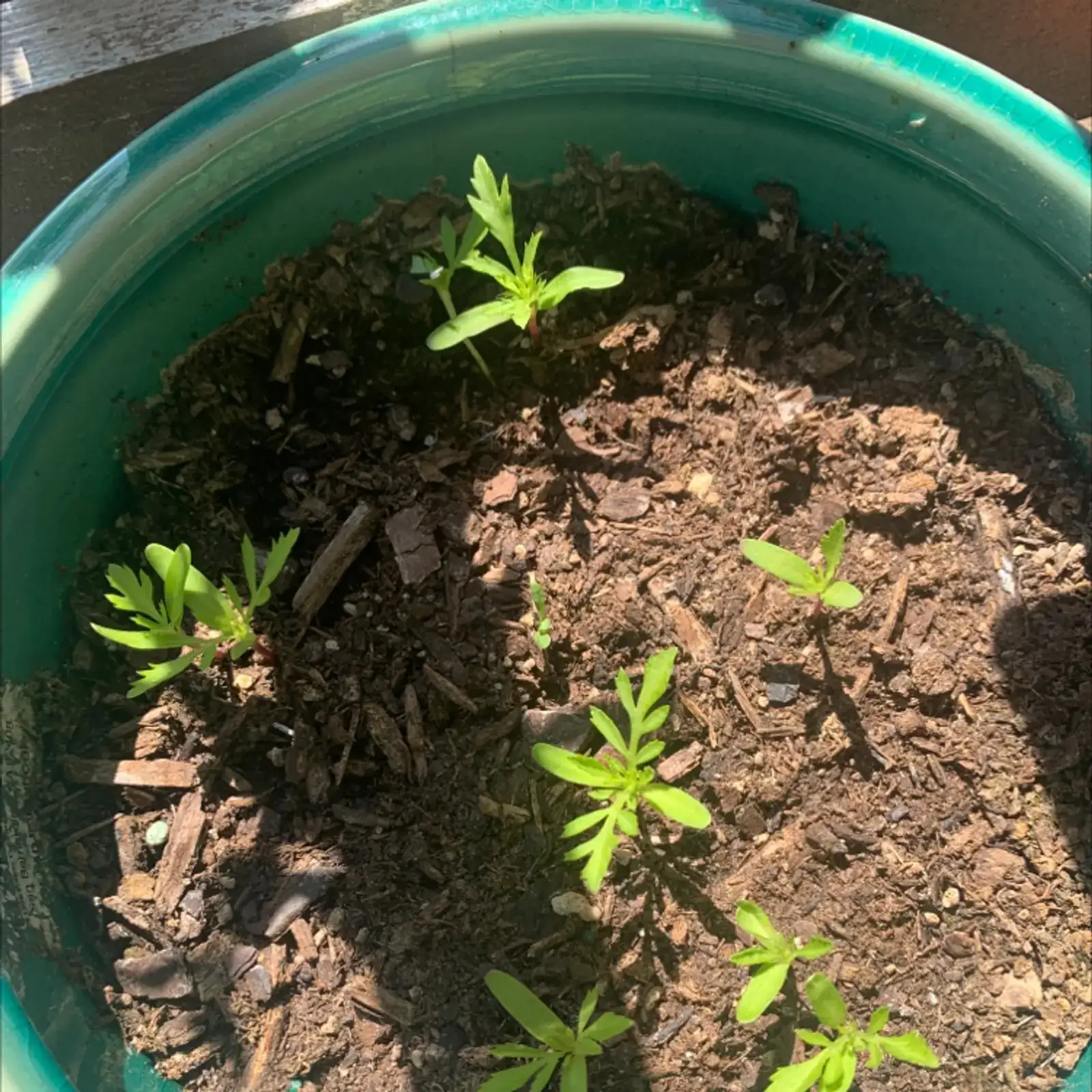 African marigold seedling pinching hands