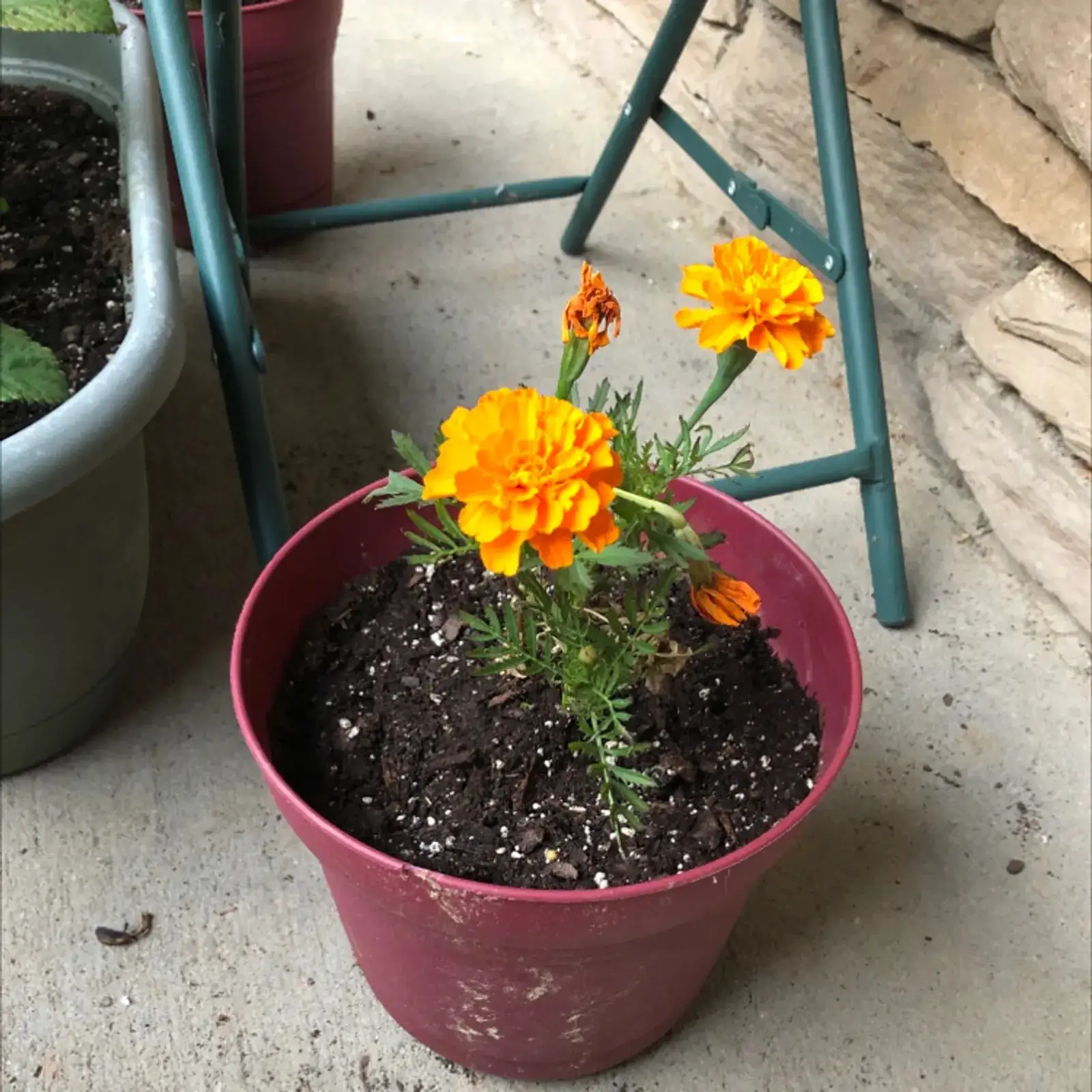 african marigold watering can base