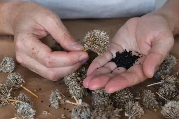 African marigold seedheads paintbrush seeds