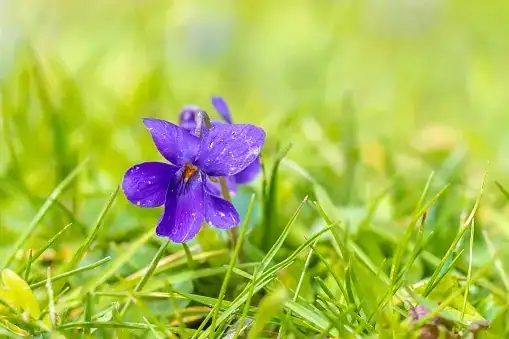 What Do Violets Whisper? The Flower Language of Sweet Violet—from Modesty to Forever Love