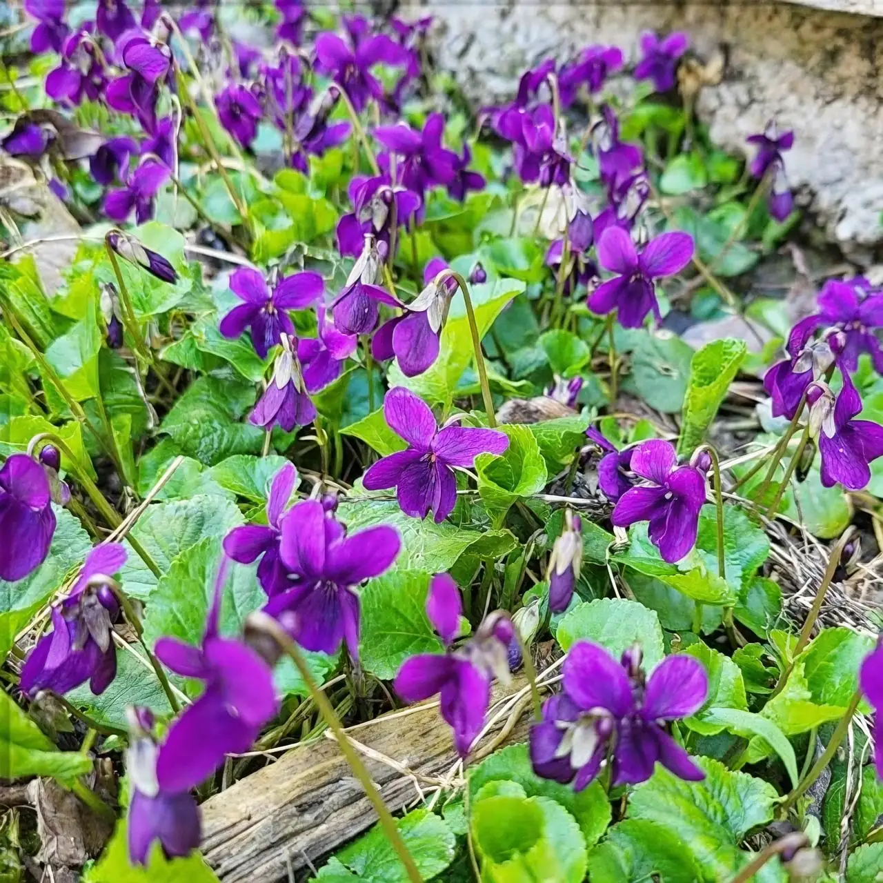 sweet violet grave planting shade