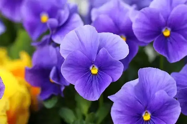 viola odorata stolon pegging pin