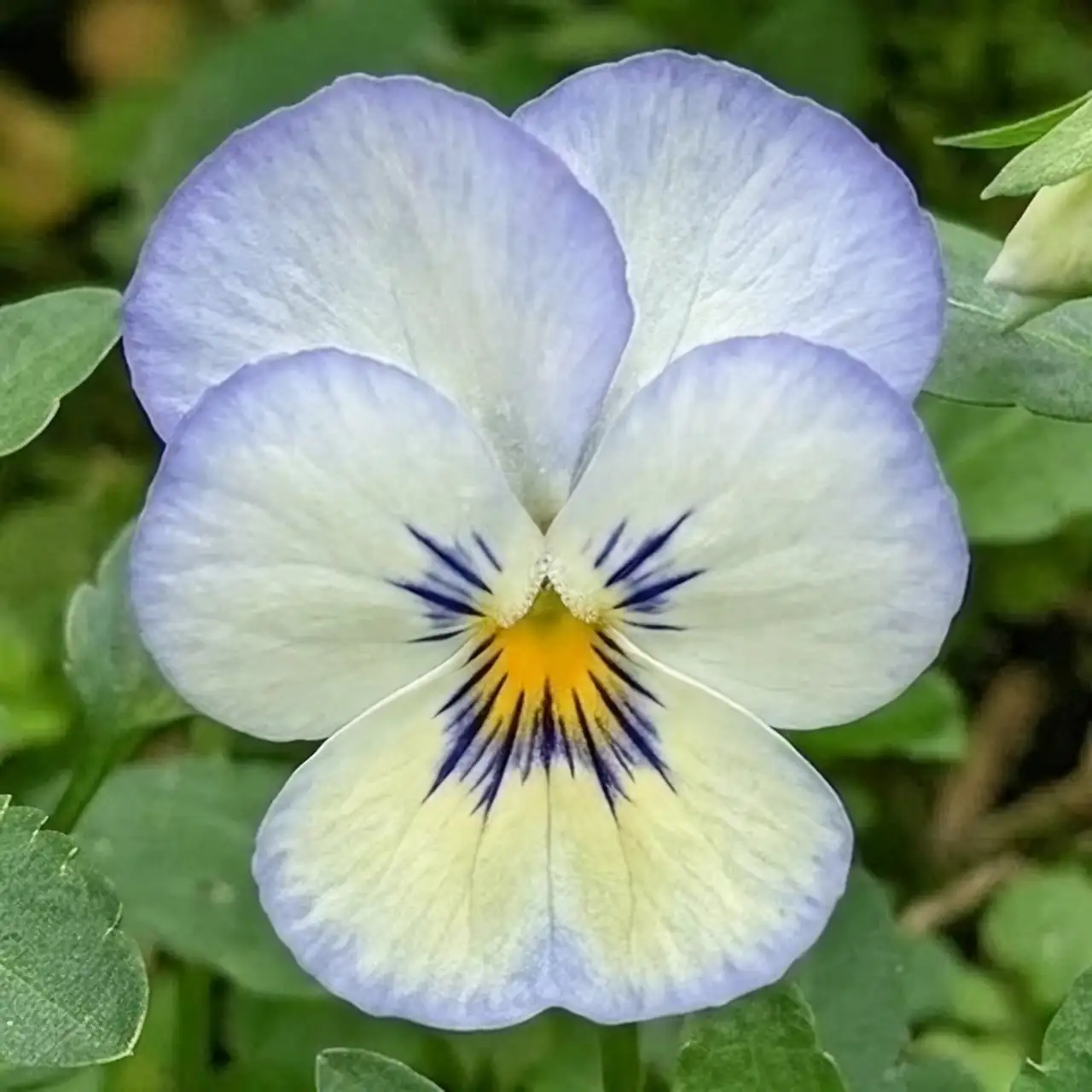 viola odorata handpicking flowers basket