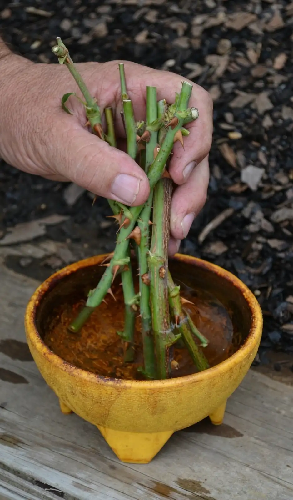 rugosa rose softwood cuttings rooting