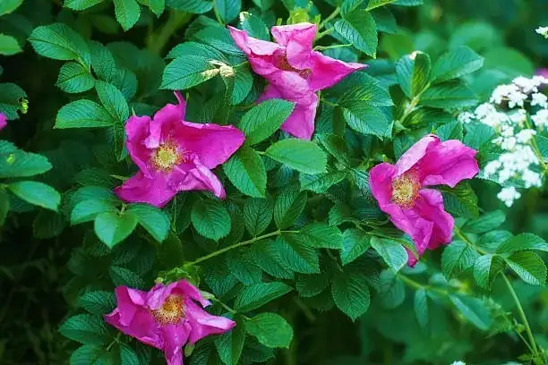 Rosa rugosa windbreak layered planting