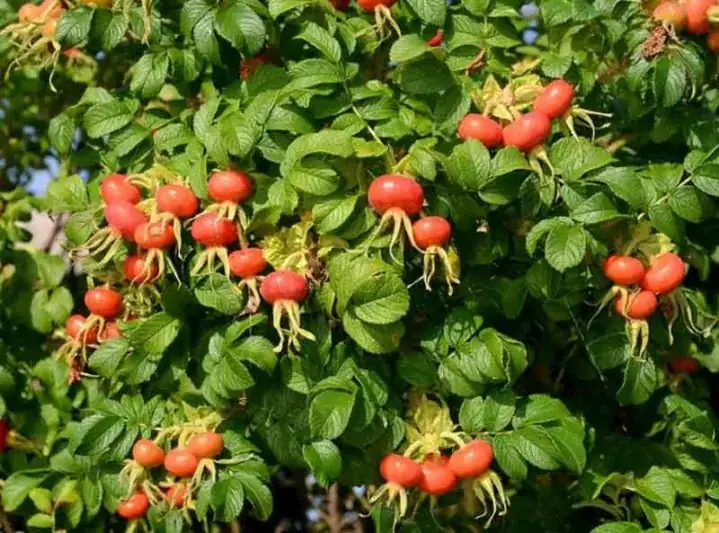 Rosa rugosa hips birds winter