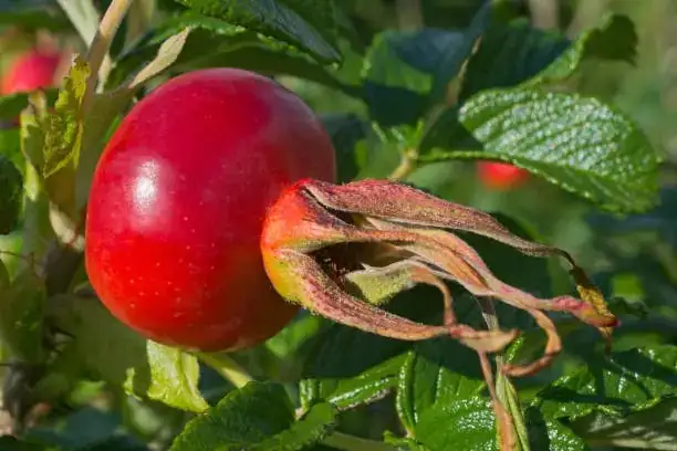 rugosa rose hips close-up