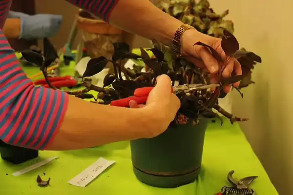 croton propagation tools flat lay