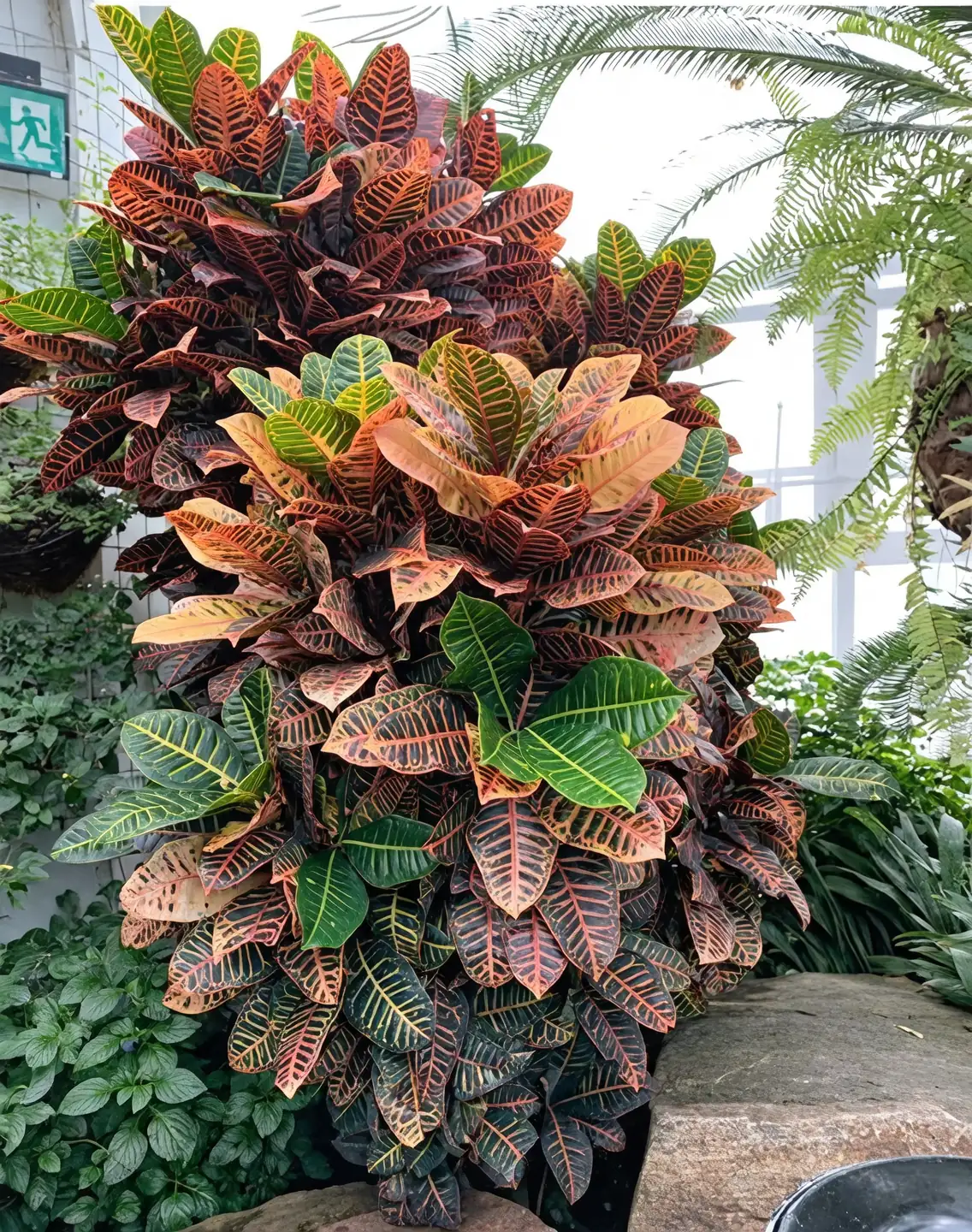 Petra vs Mammy vs Gold Dust: A Croton Cultivar Showdown for Collectors