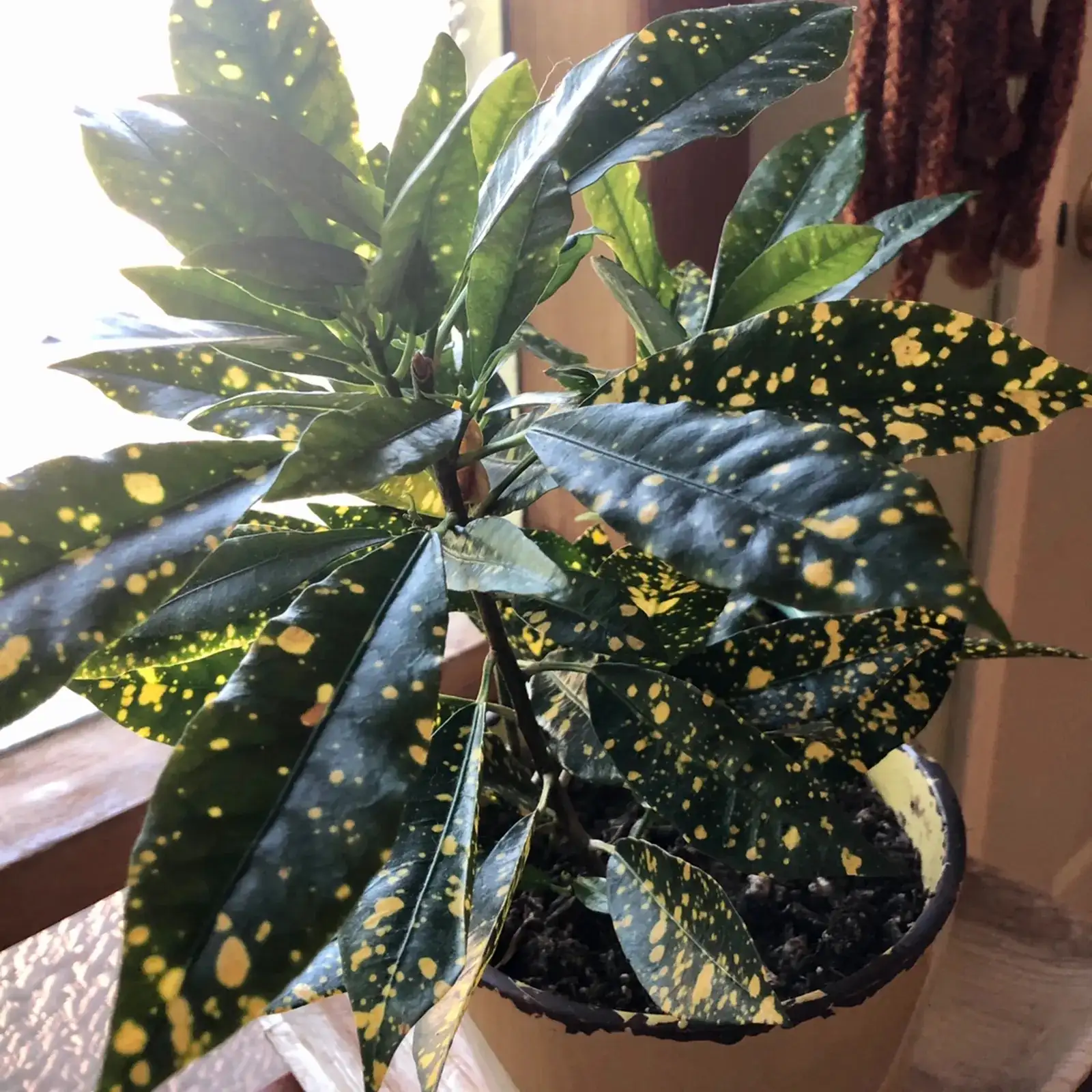 croton gold dust speckled leaves