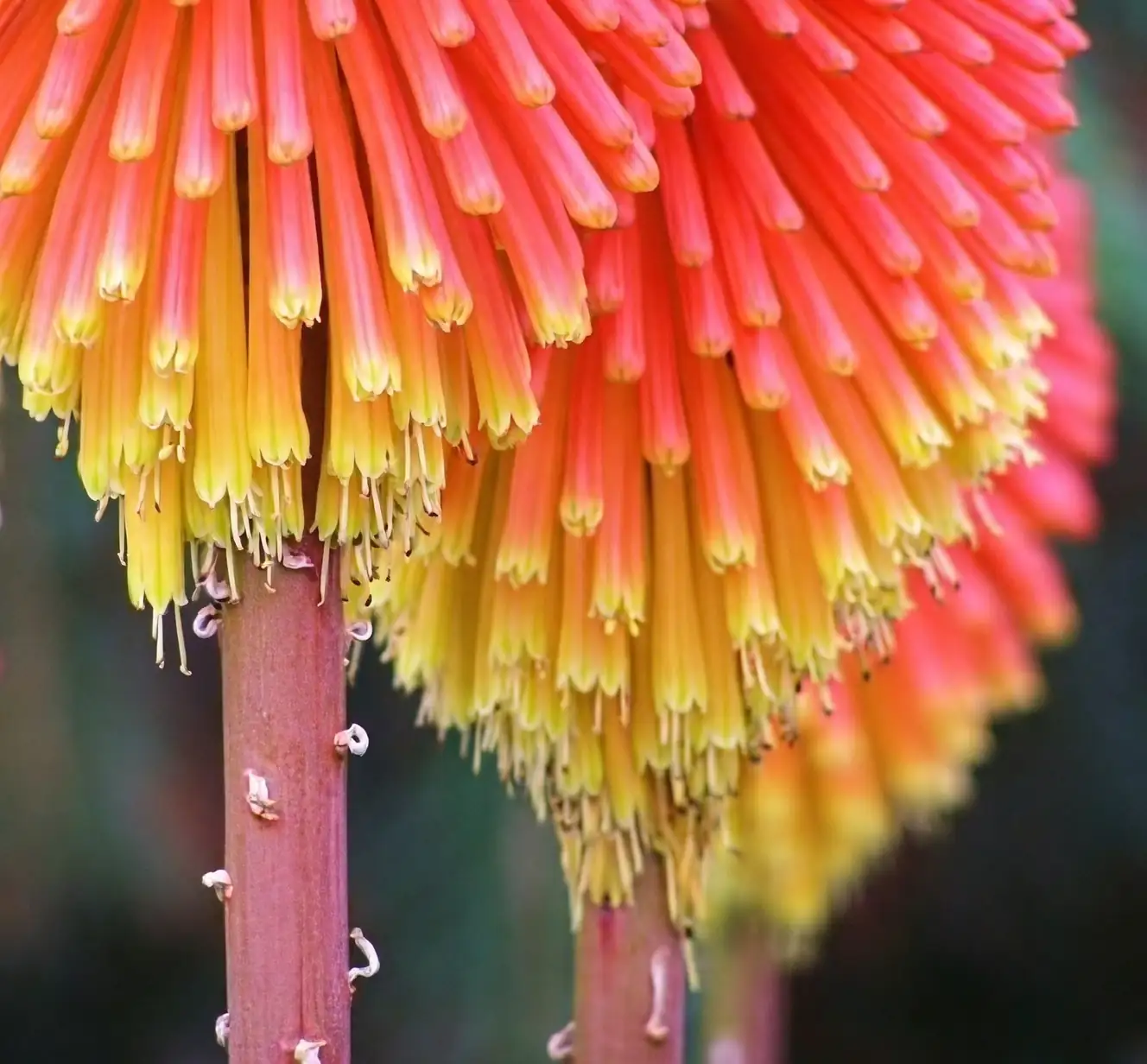 red hot poker container pot