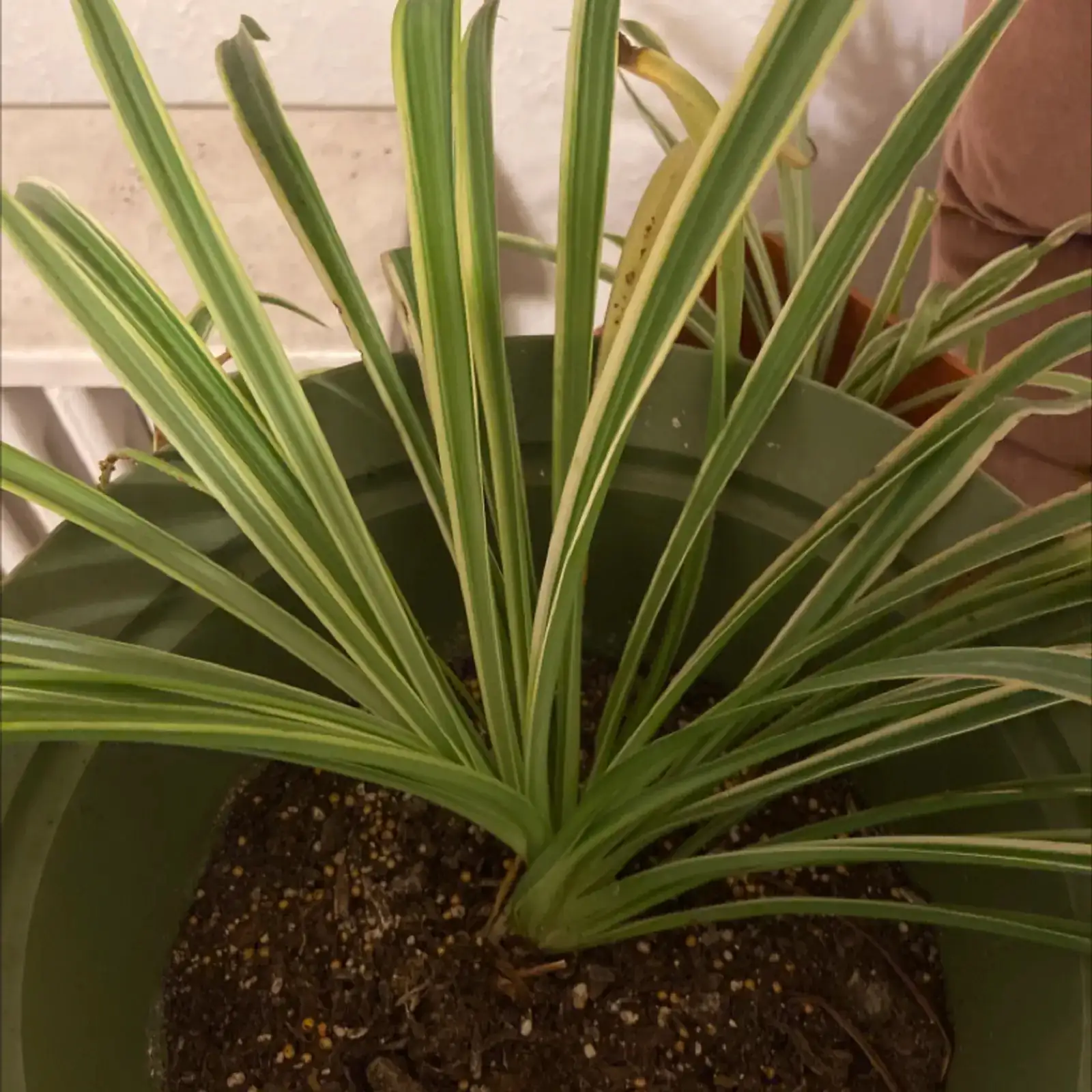 spider plant well-draining potting mix