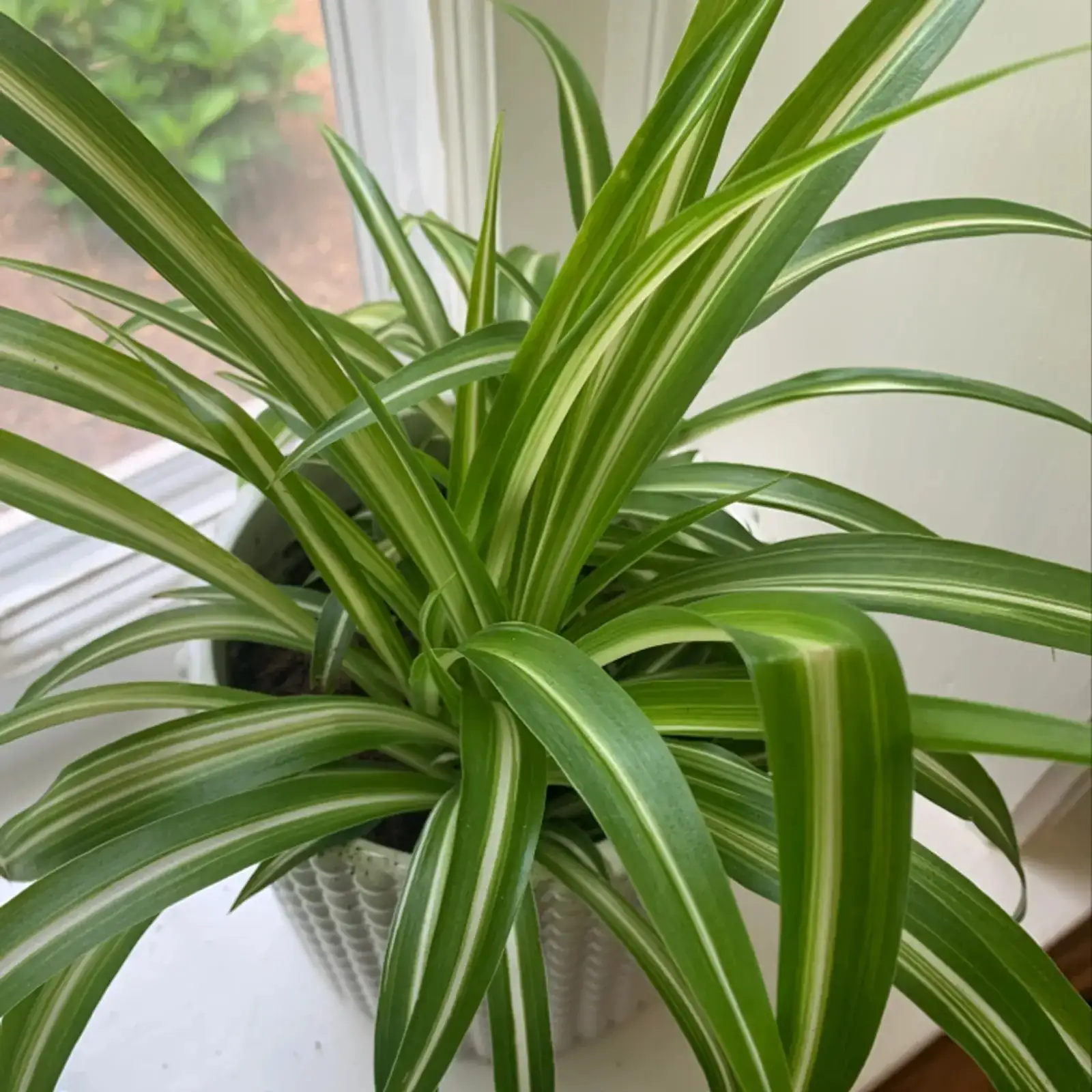 spider plant variegated leaves close-up