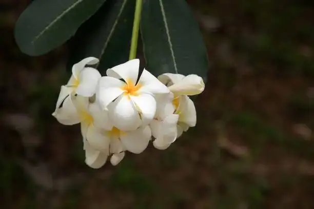 sampaguita garland offering philippines