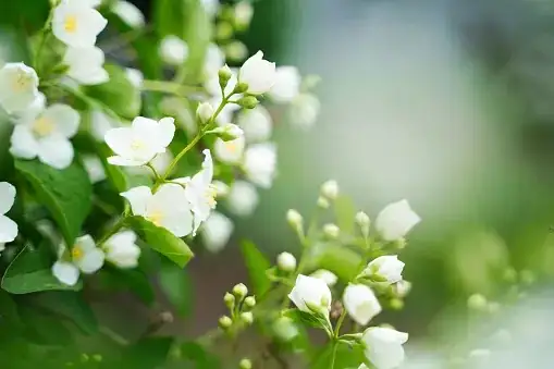 Why Sambac Smells Strongest After Sunset—and Other Fragrant Oddities You’ll Love
