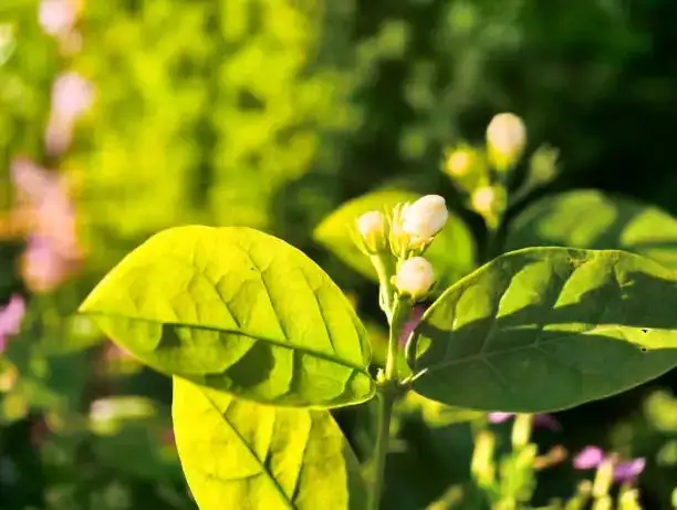 Jasminum sambac garland Philippines