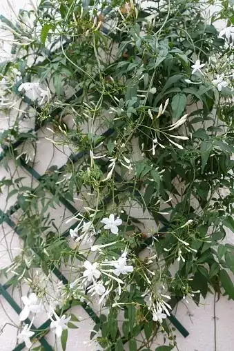 Multiply the Magic: A Cuttings-and-Layering Masterclass for Endless Arabian Jasmine