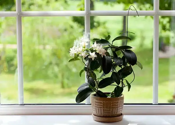 Arabian jasmine stem cutting preparation