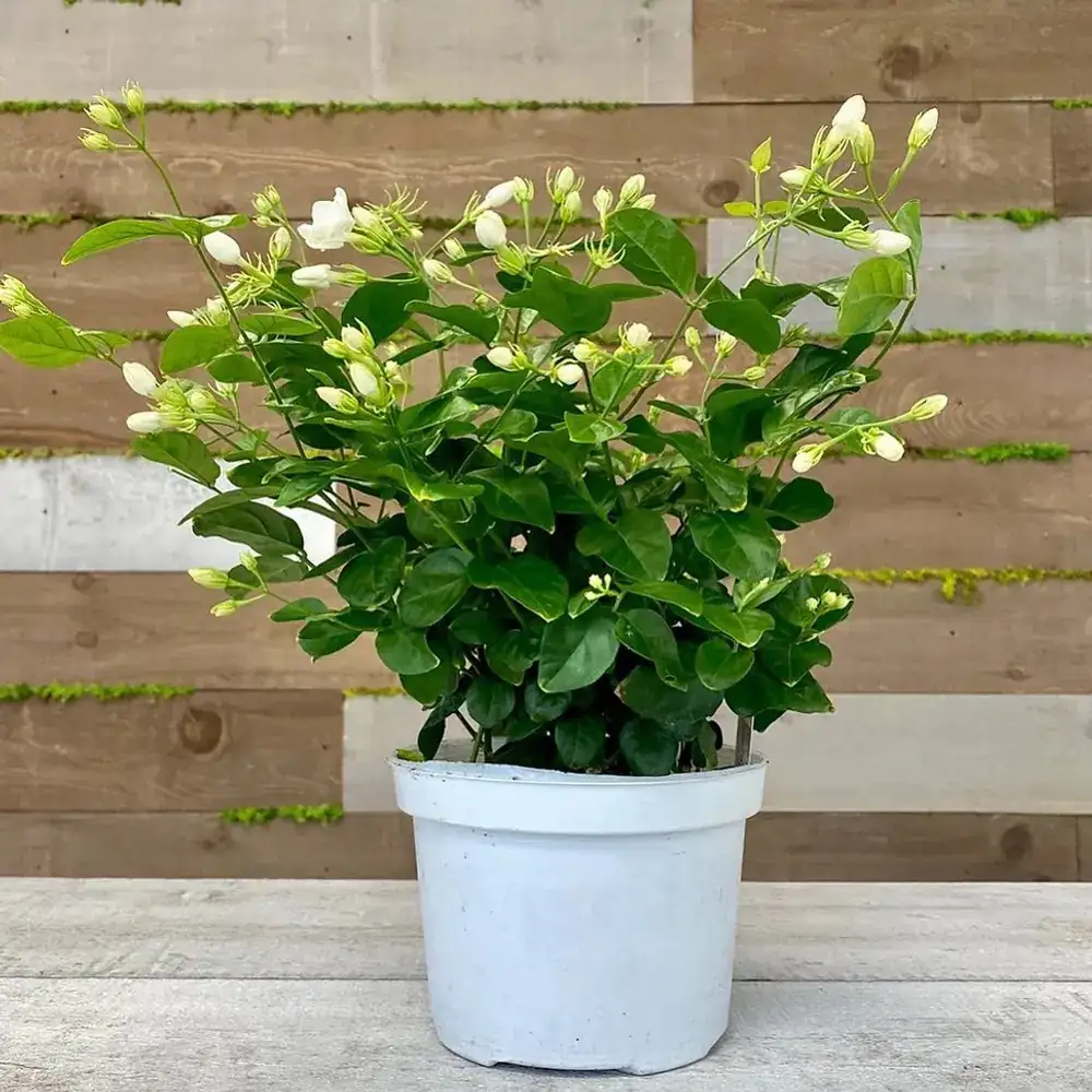 Arabian jasmine young plant sunny window
