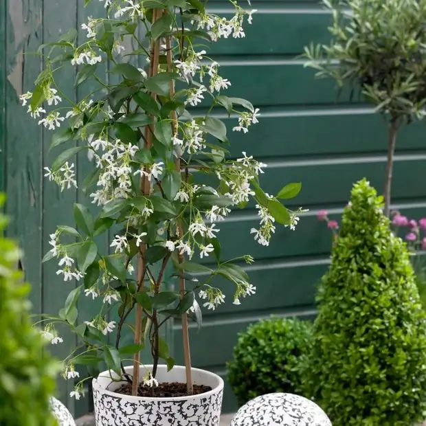 Balcony Perfume Bar: Training Arabian Jasmine on Trellises for Small-Space Wow