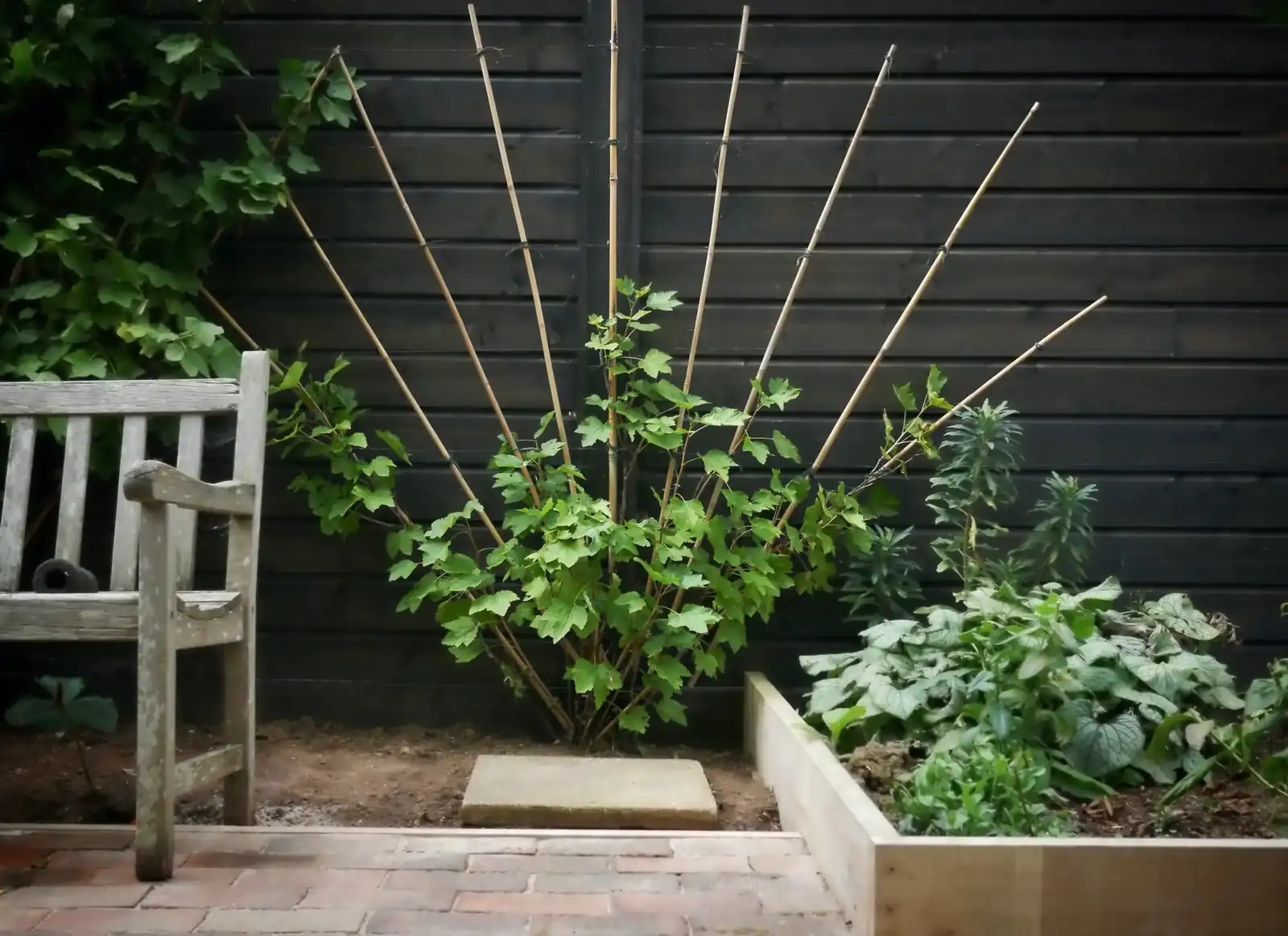 arabian jasmine trellis fan training