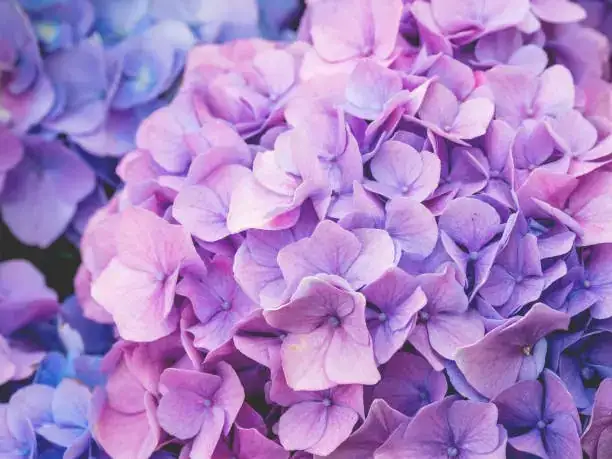 Not Petals at All: 9 Hydrangea Curiosities That Will Change How You See the Blooms