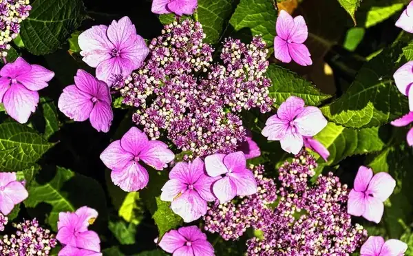 hydrangea macrophylla mophead lacecap close-up