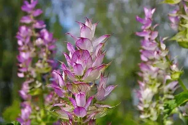 Mildew, Mites & Mystery Yellows: A Fast-Fix Troubleshooting Clinic for Sage