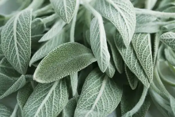 sage leaves powdery mildew close-up