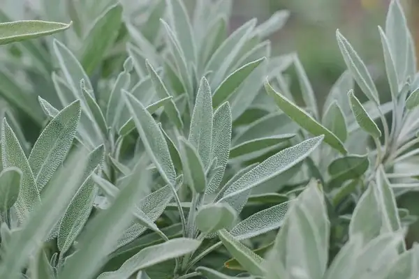Sage as a Bodyguard: The Companion Planting Blueprint for a Healthier Veg Patch