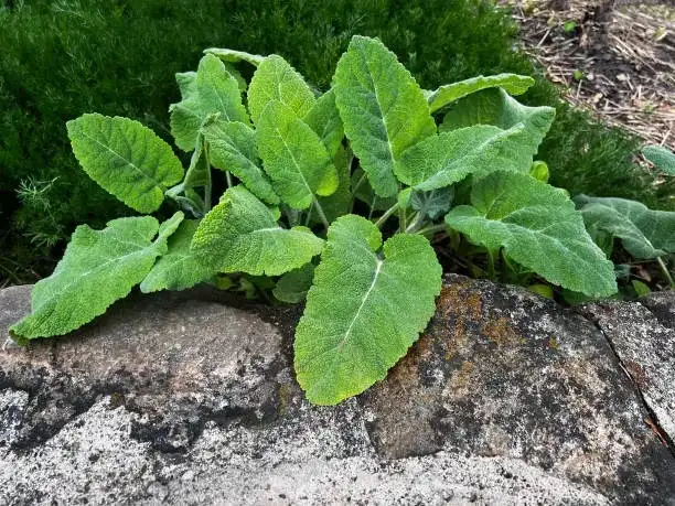 sage planting mound drainage grit