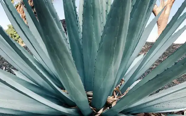 agave americana blue-gray rosette close-up