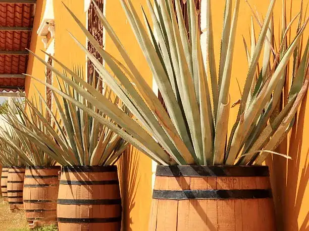 Agave americana concrete pot