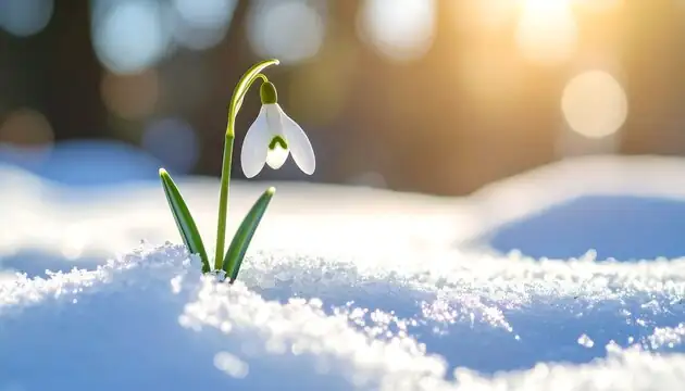 Set-and-Forget Spring Magic: A Foolproof Care Calendar for Snowdrops (Galanthus nivalis)