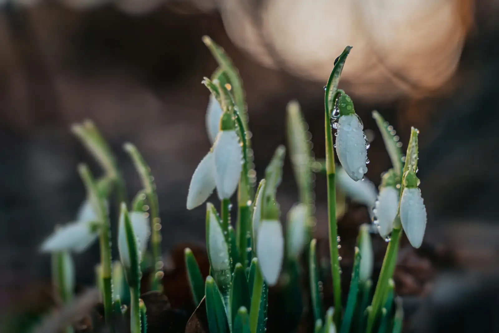 snowdrop flower close-up inner tepals