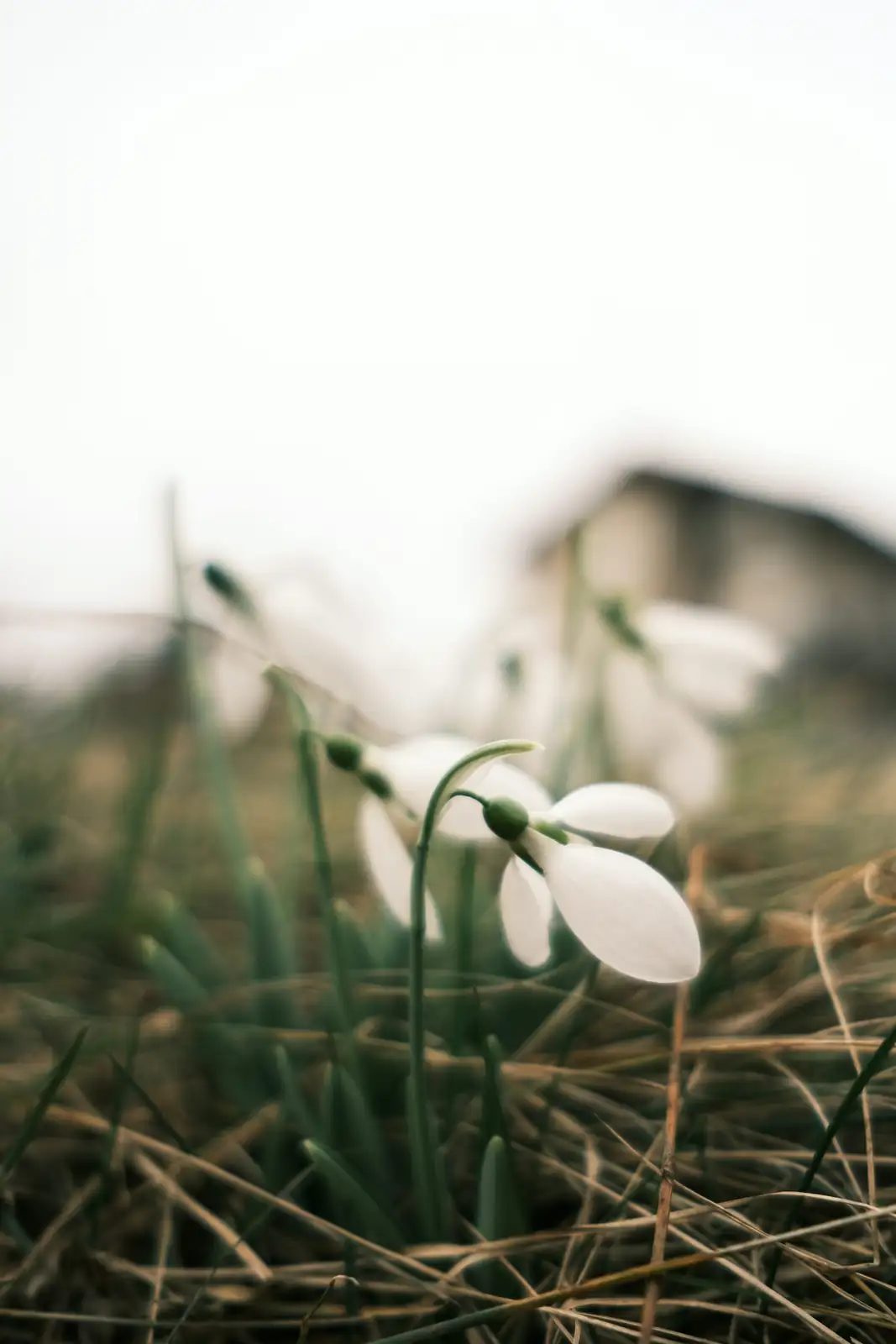 snowdrop dry bulbs planting depth