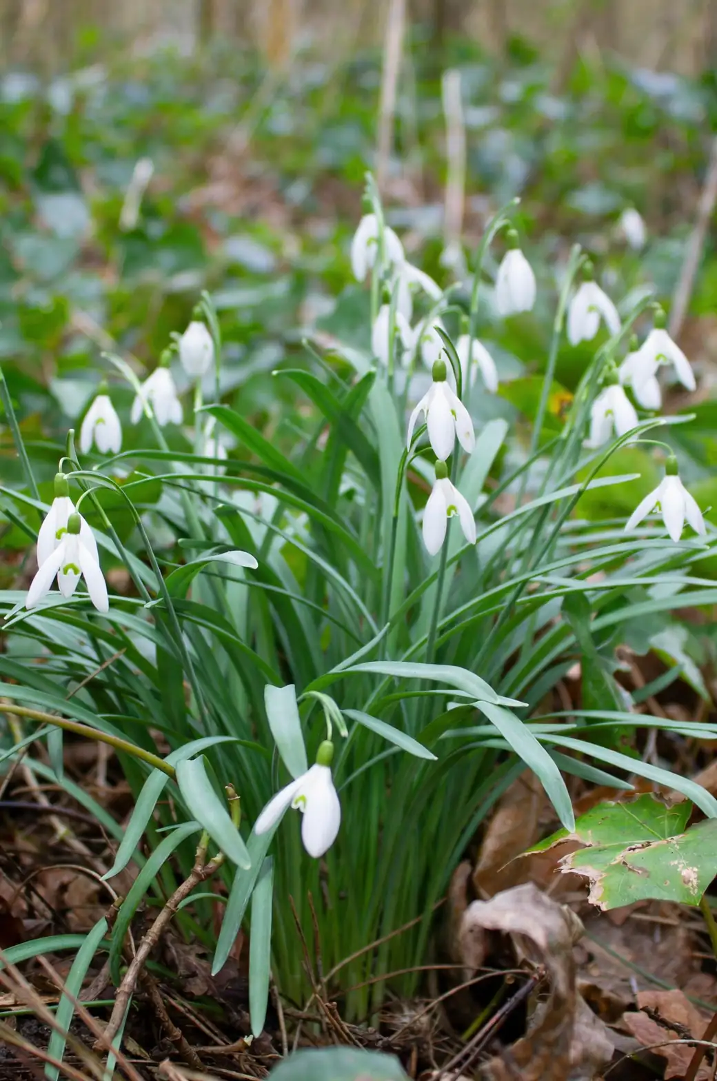 snowdrop woodland drift under trees