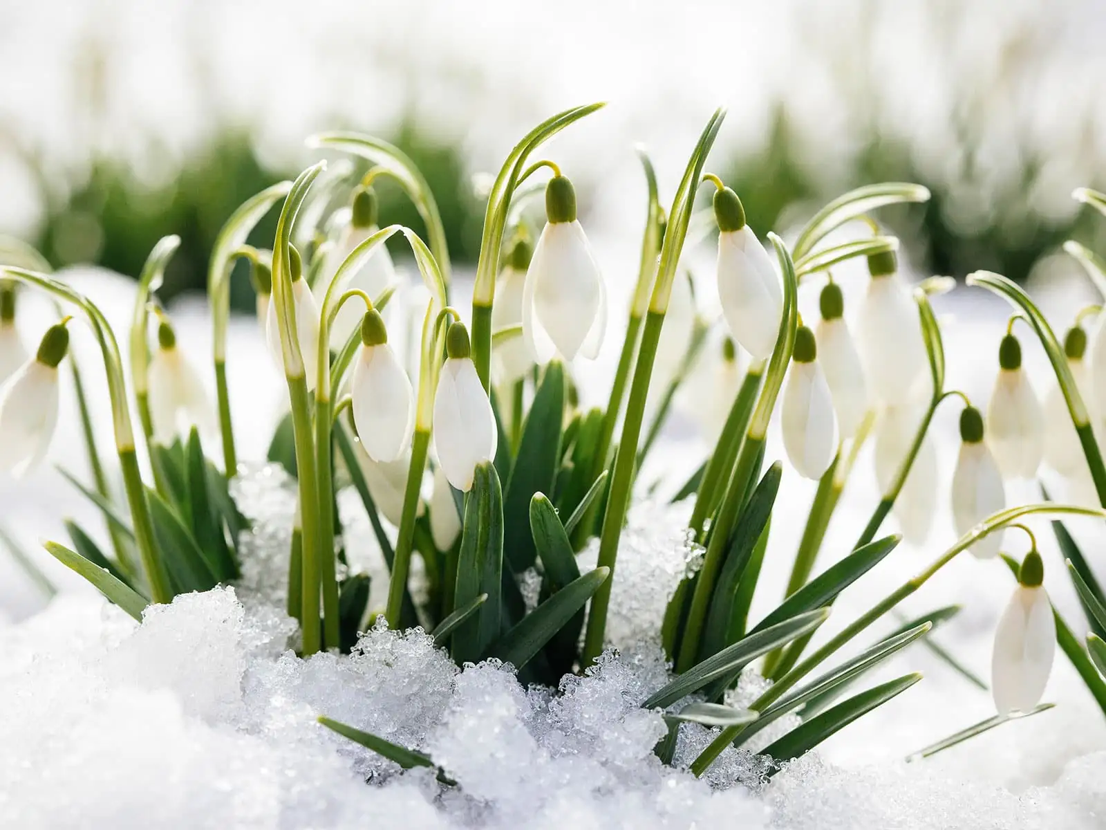 Why Did My Snowdrops Skip Blooming? 7 Fixes for Fussy Flowers