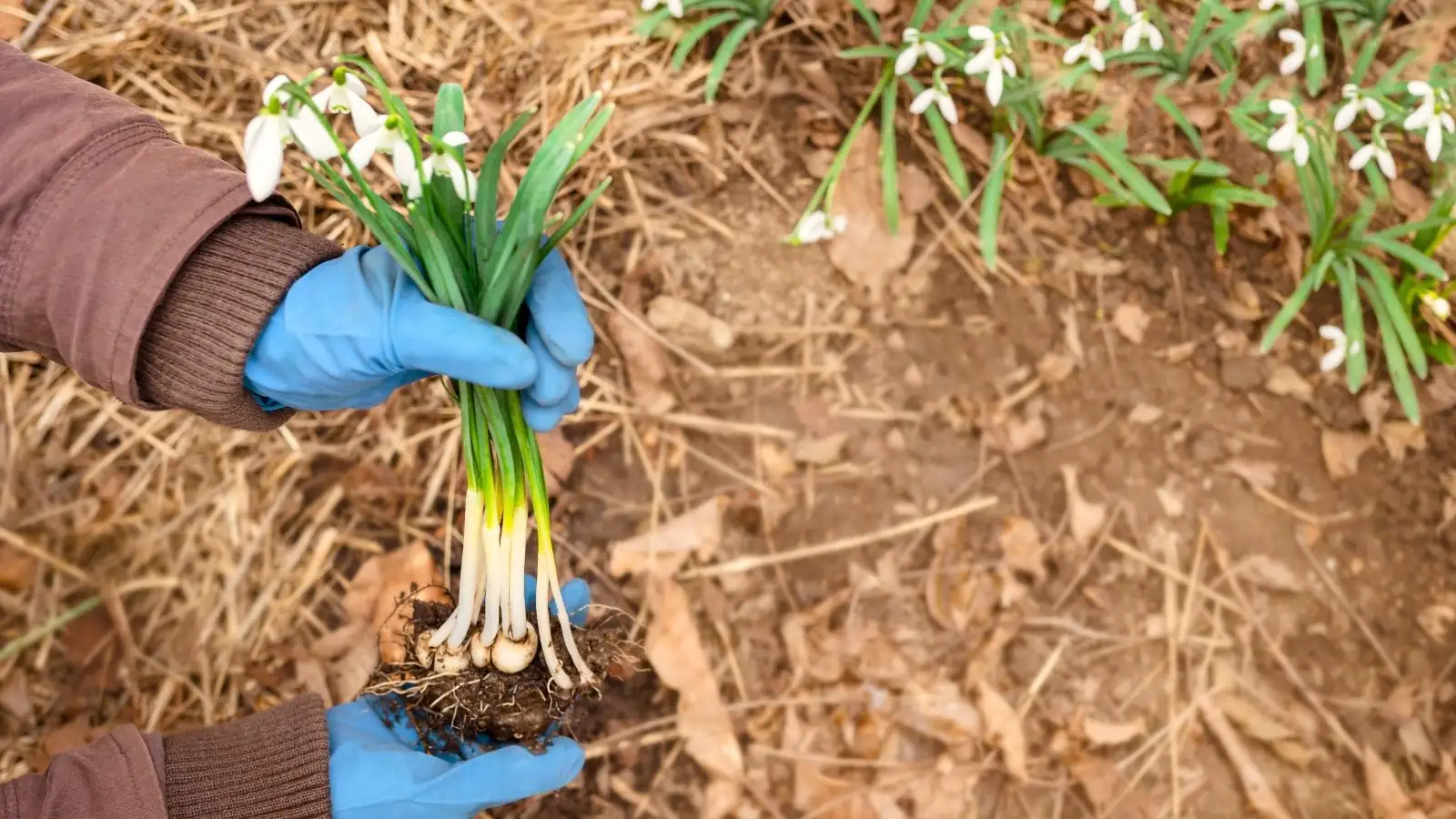 snowdrops bulbs planting depth cross-section