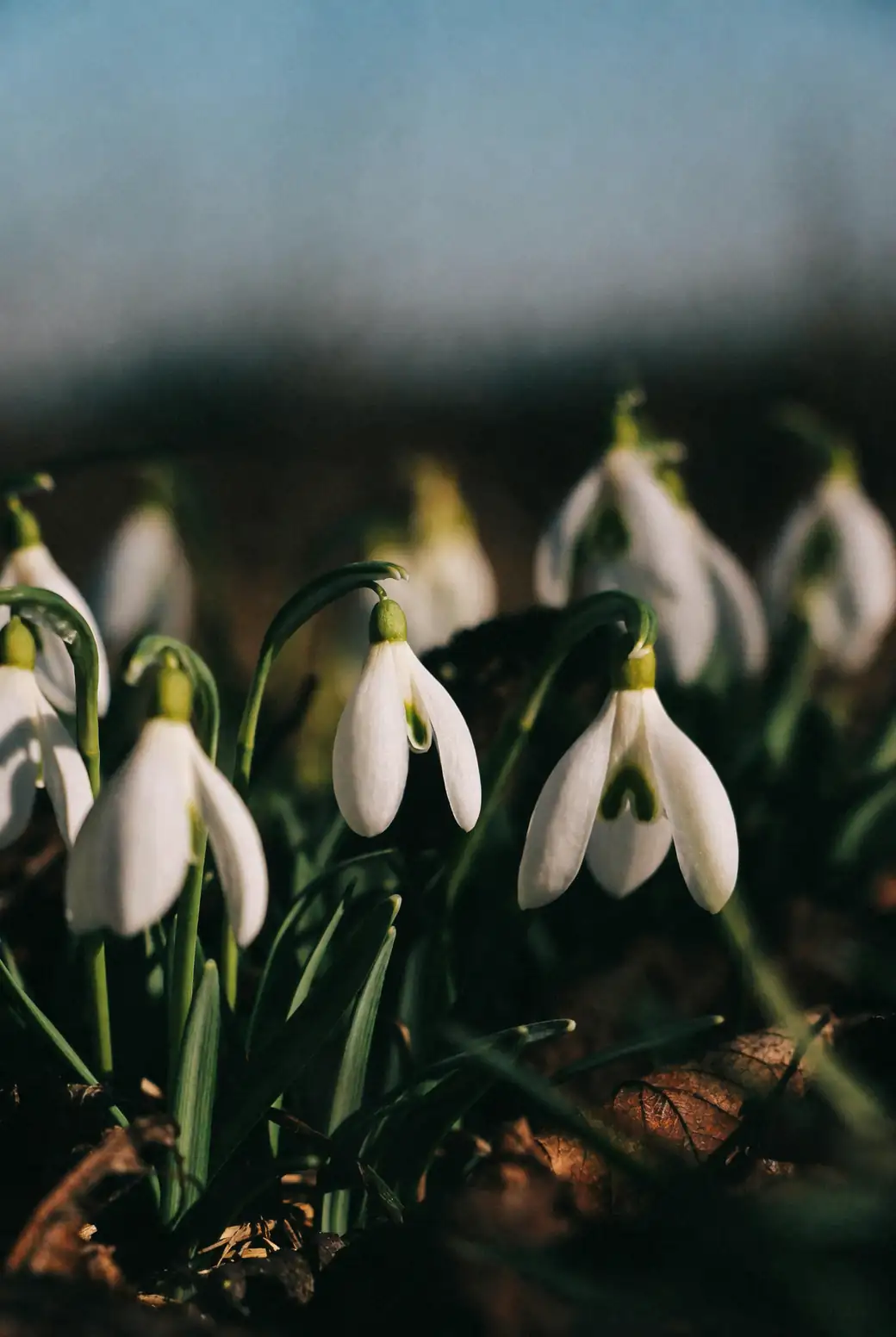snowdrops planting in the green