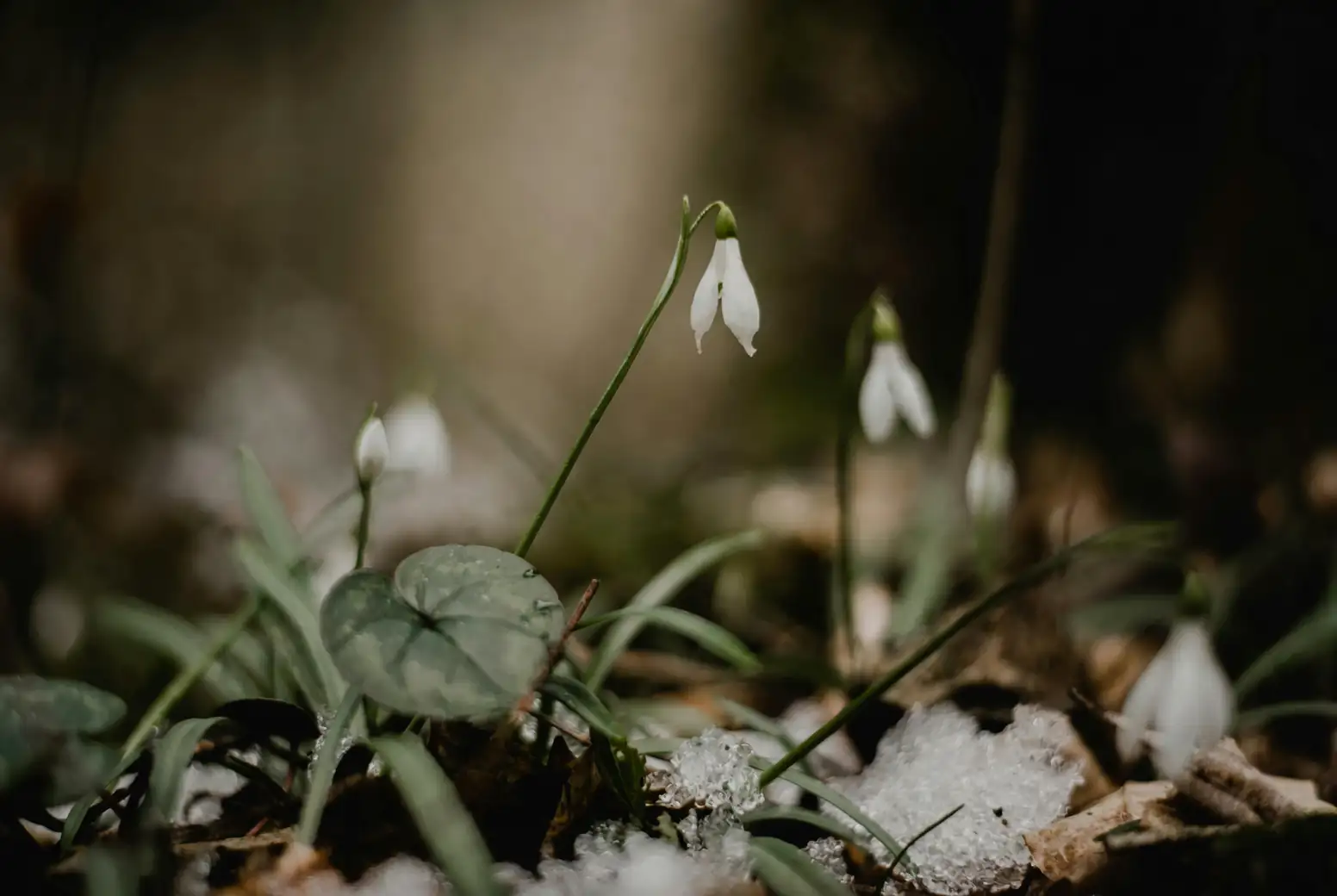 dividing snowdrops clumps in spring
