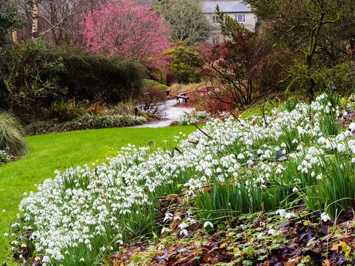snowdrops naturalized lawn drift