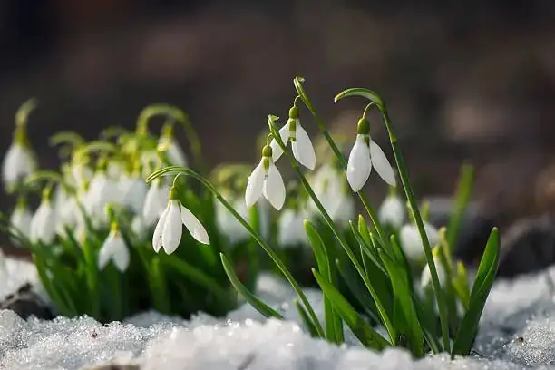 From ‘February Fairmaids’ to Milk-White Marvels: The European Journey of Galanthus nivalis