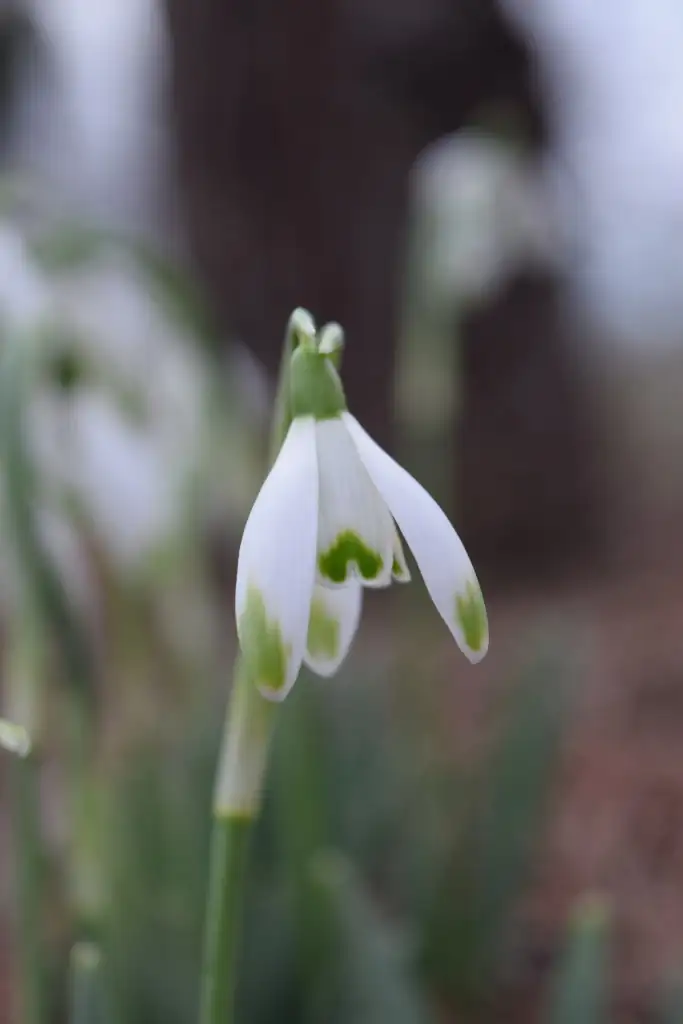 snowdrop inner tepals green markings