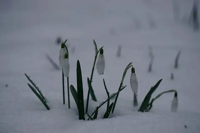 Snowdrops vs. Snow: How Those Tiny Leaves Drill Through Ice (and Other Frost-Defying Tricks)