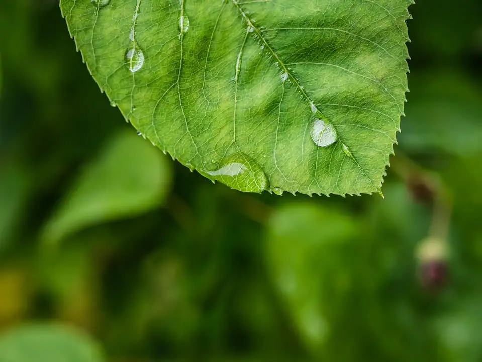 snowdrop leaf tip macro