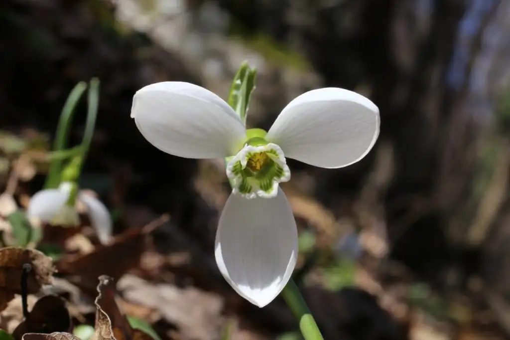 snowdrop inner petals green tips
