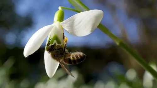 bee on snowdrop flower