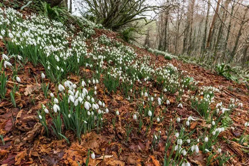 Woodland Choreography: Pairing Snowdrops with Hellebores, Winter Aconites, and Deciduous Trees